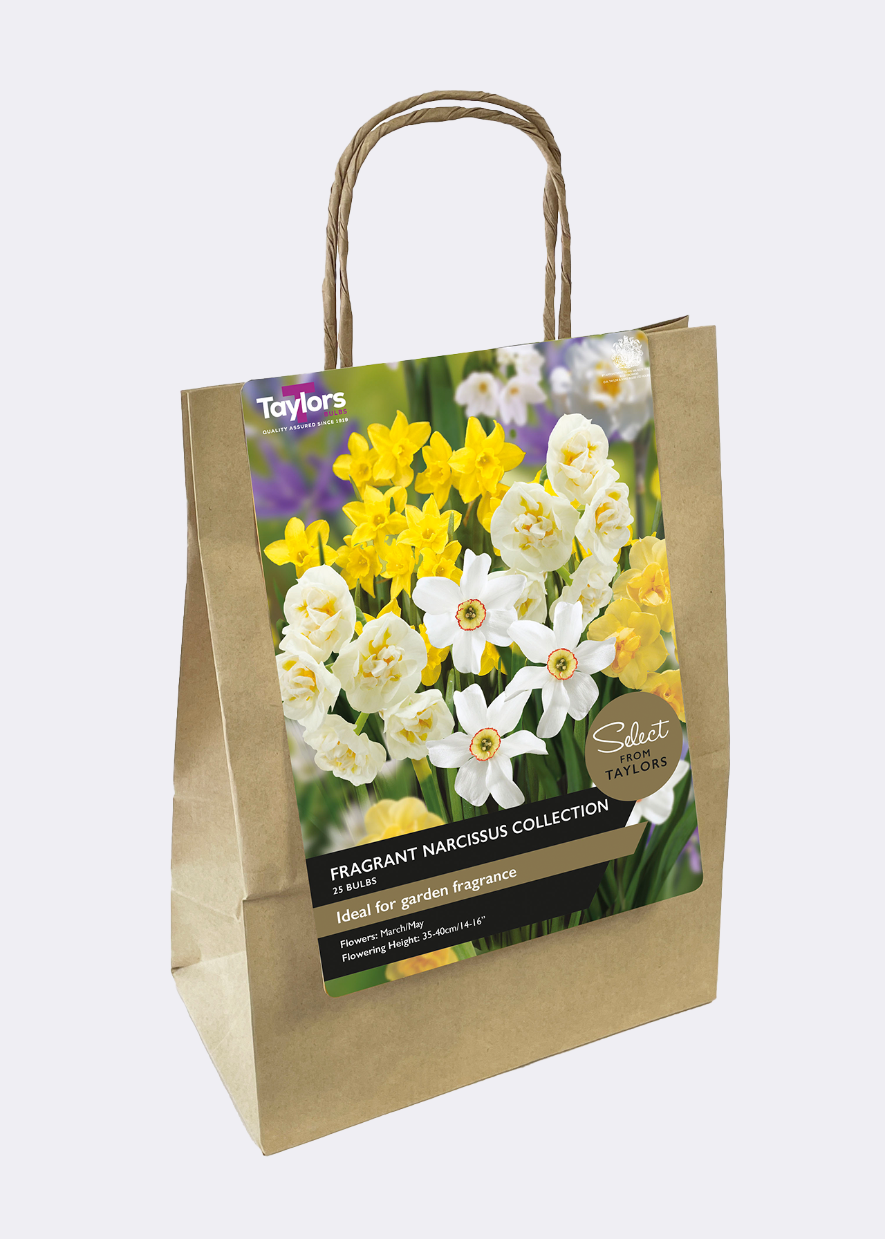 Fragrant Narcissus Collection pack of 25