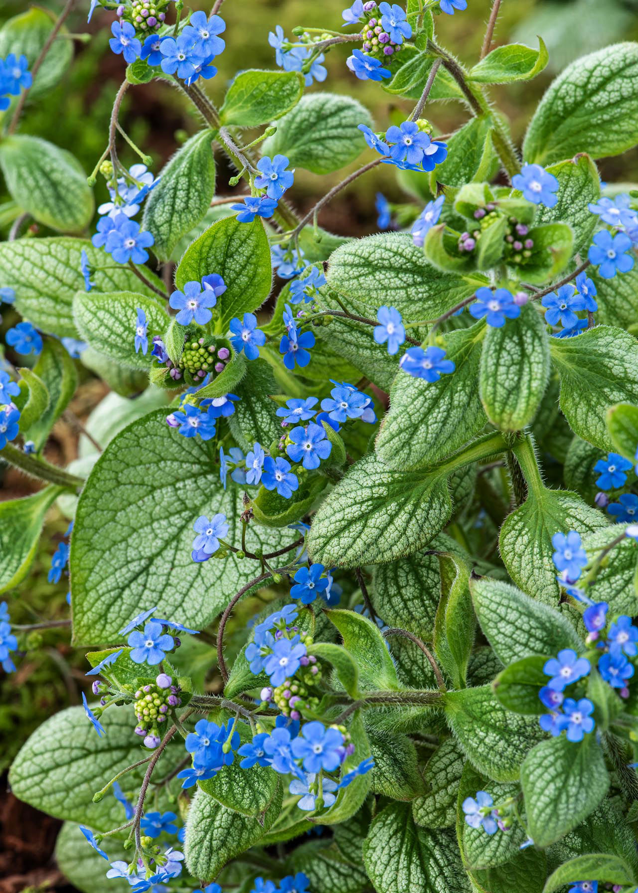 Brunnera Silver Heart 3ltr