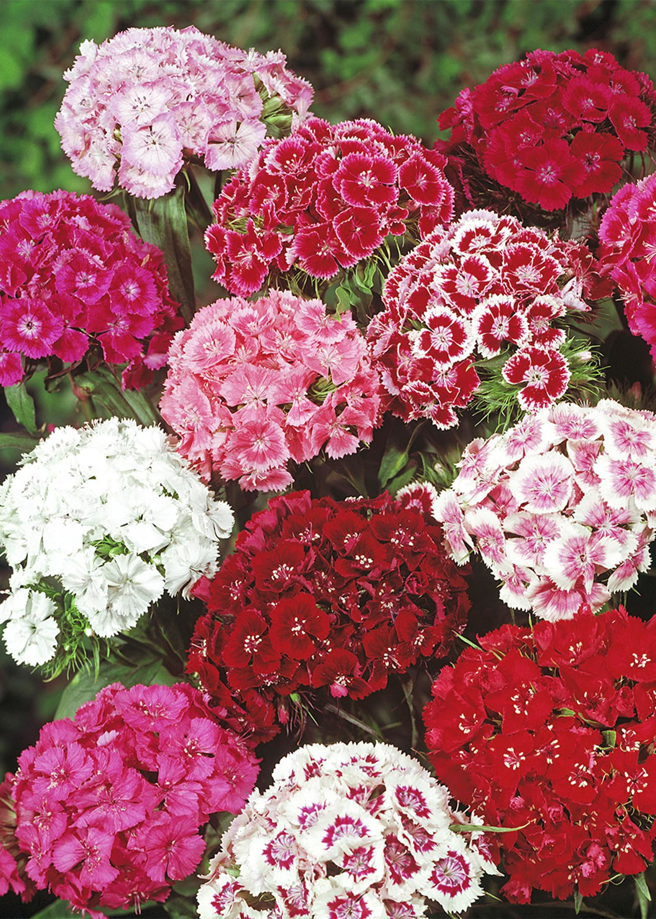 Sweet William 20pk