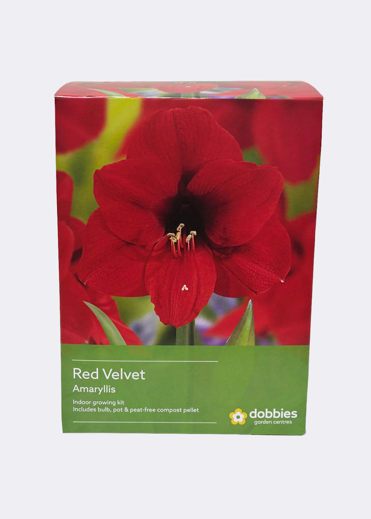Amaryllis Red Velvet single pack