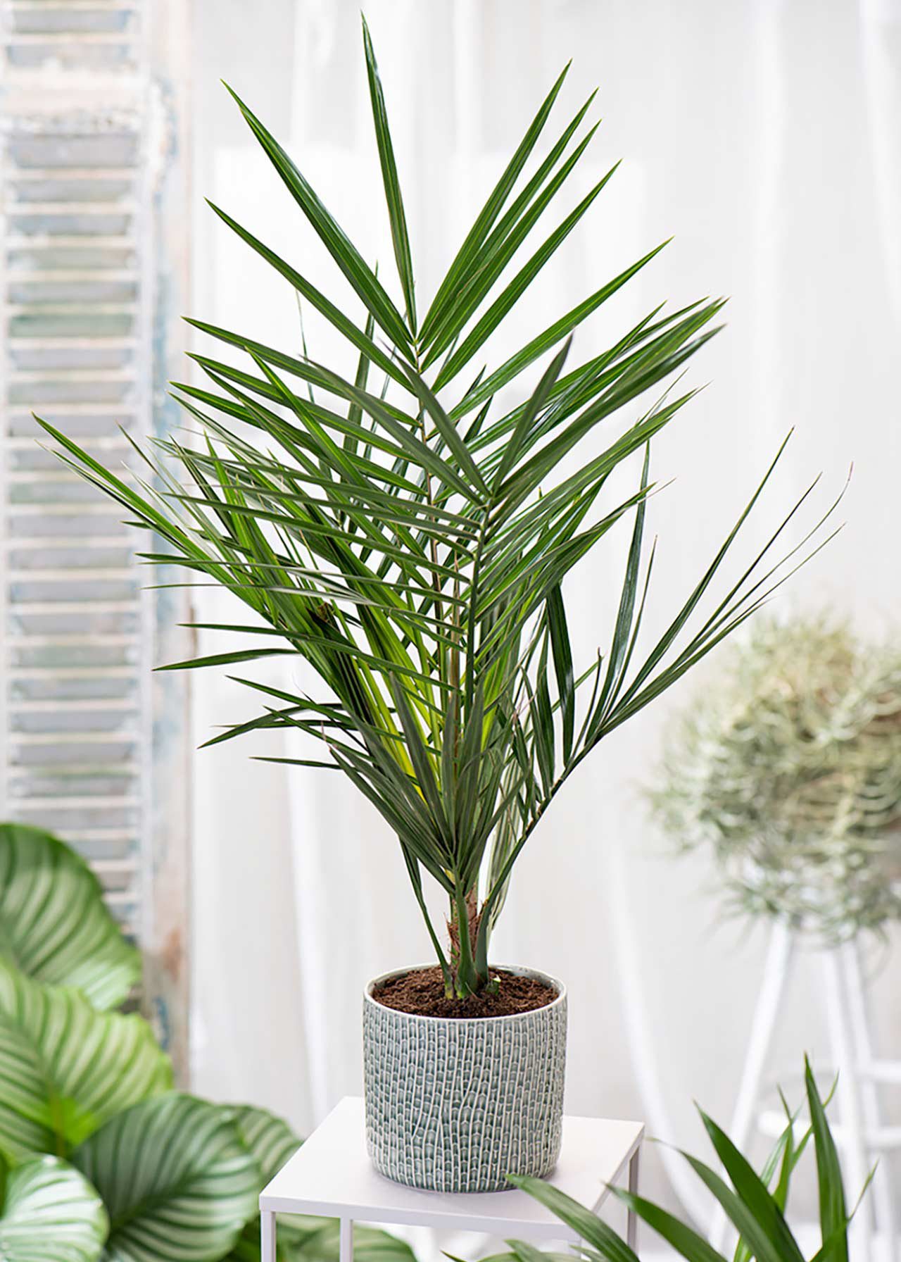 Phoenix Canariensis 14cm