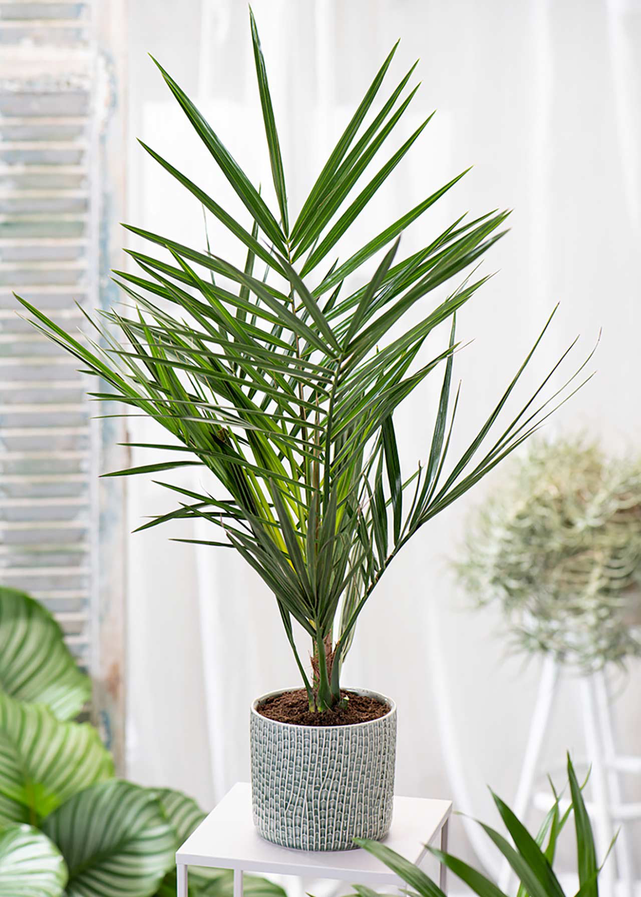 Phoenix Canariensis 22cm