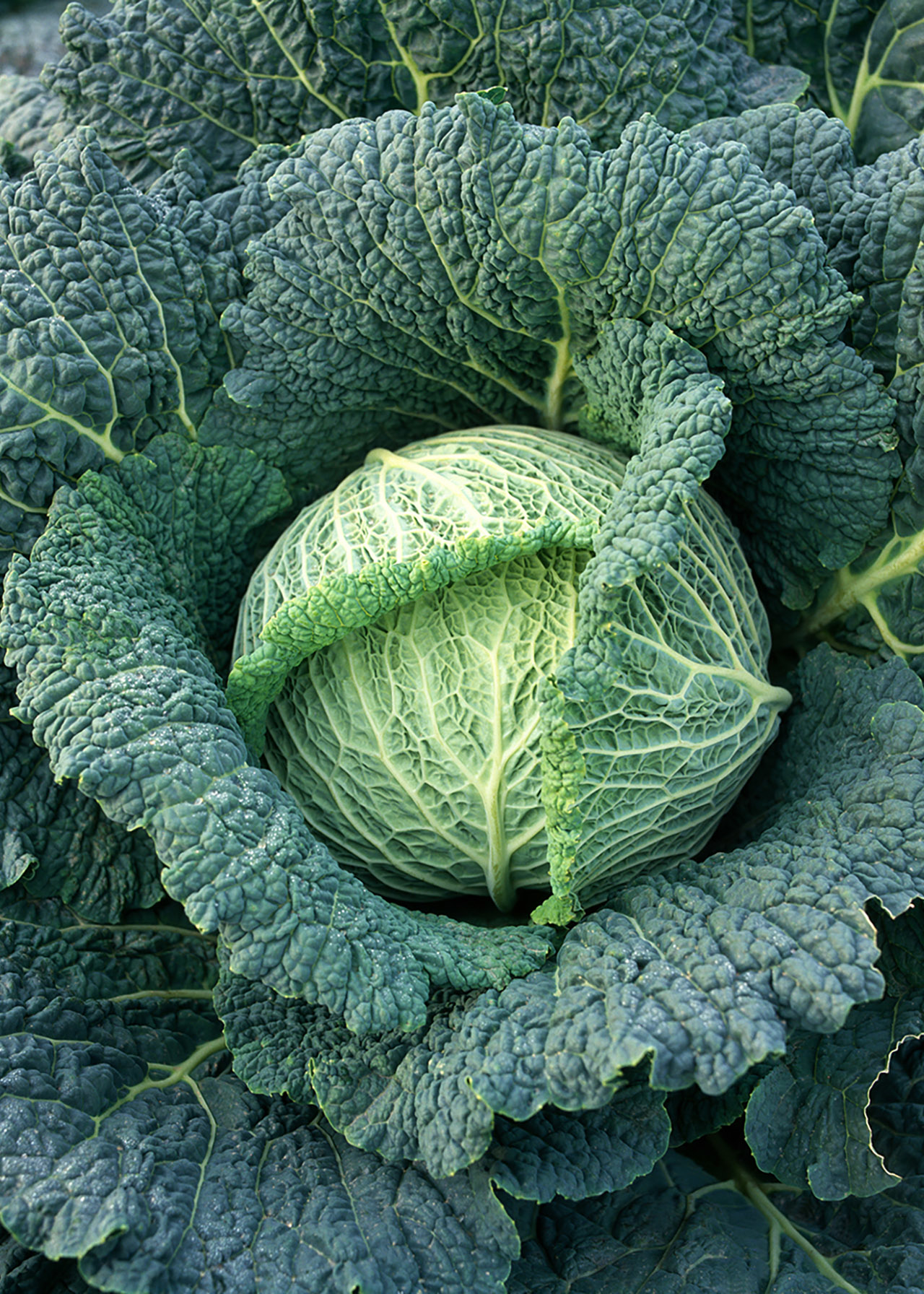 Cabbage Winter Strip