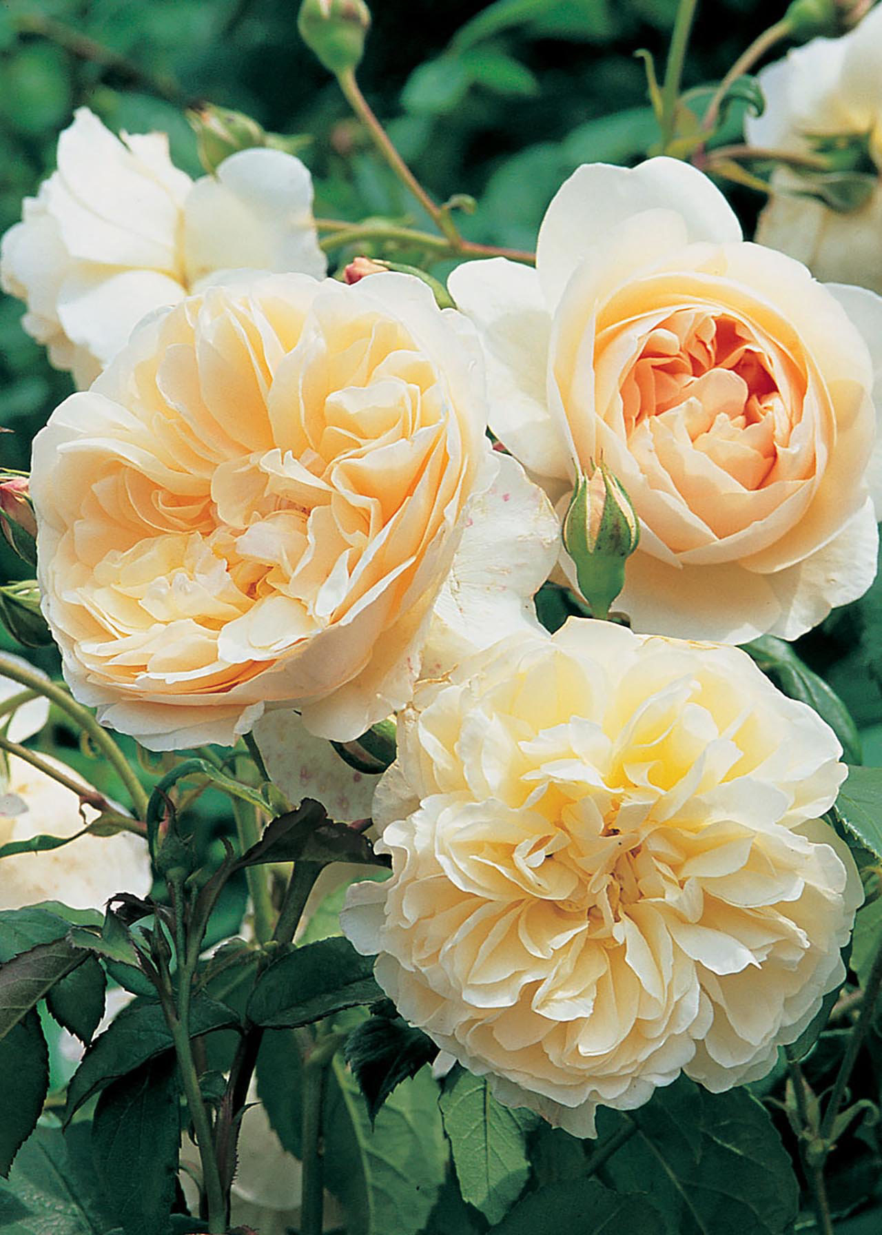 David Austin Rose 'Lichfield Angel' 6ltr