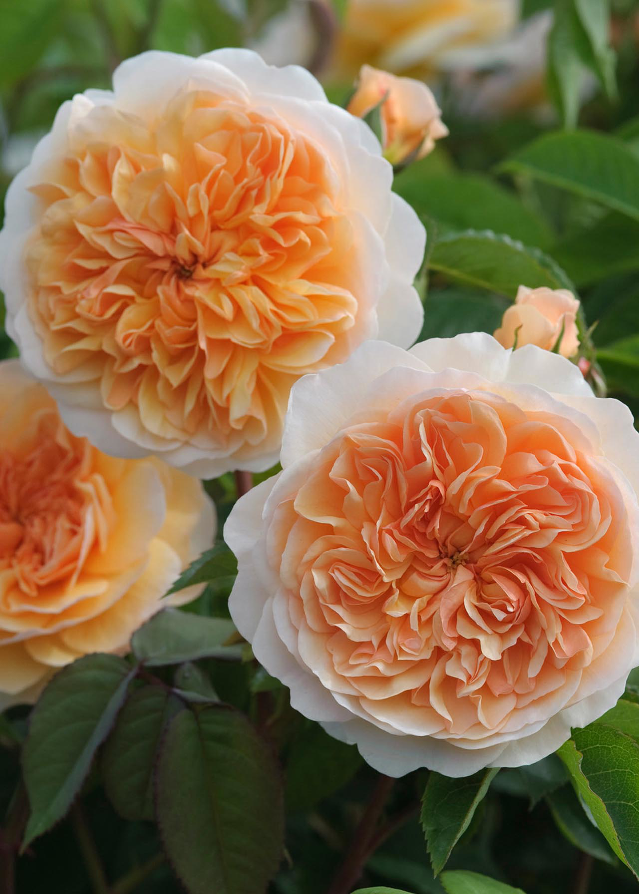 David Austin Rose 'Port Sunlight' 6ltr