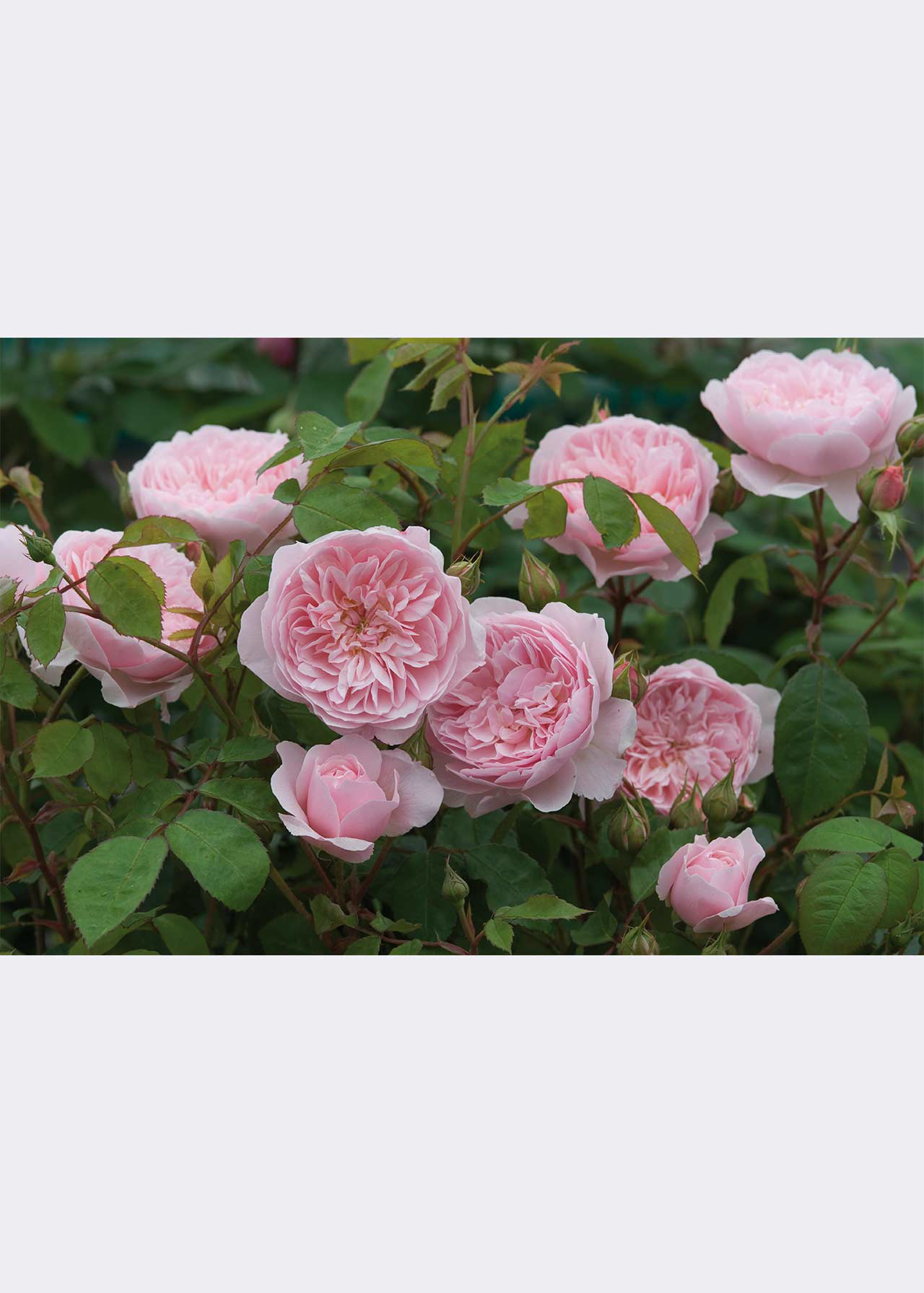 David Austin Rose 'Wisley 2008' 6ltr
