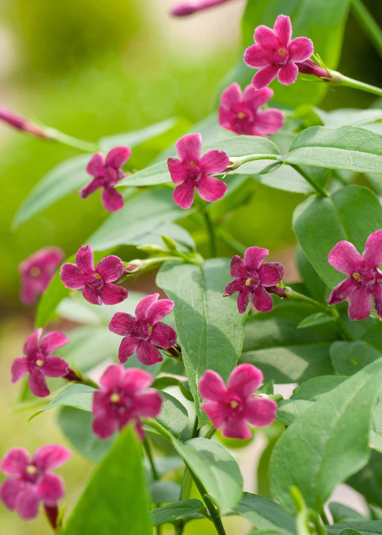 Jasminum Beesianum 3ltr