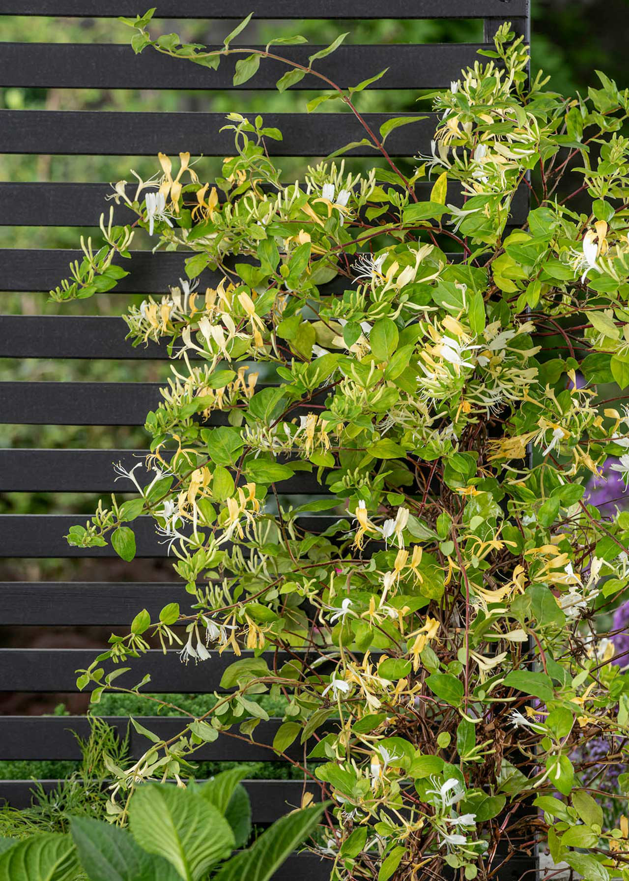 Lonicera Graham Thomas 3ltr