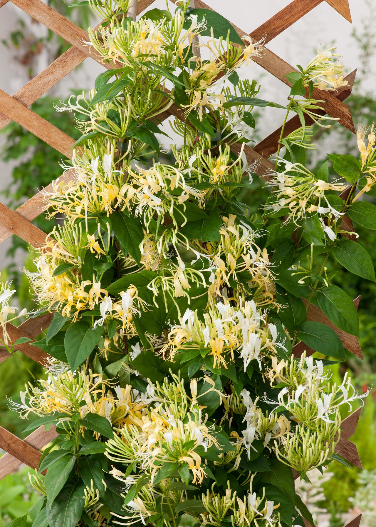 Lonicera Delavayi 3ltr