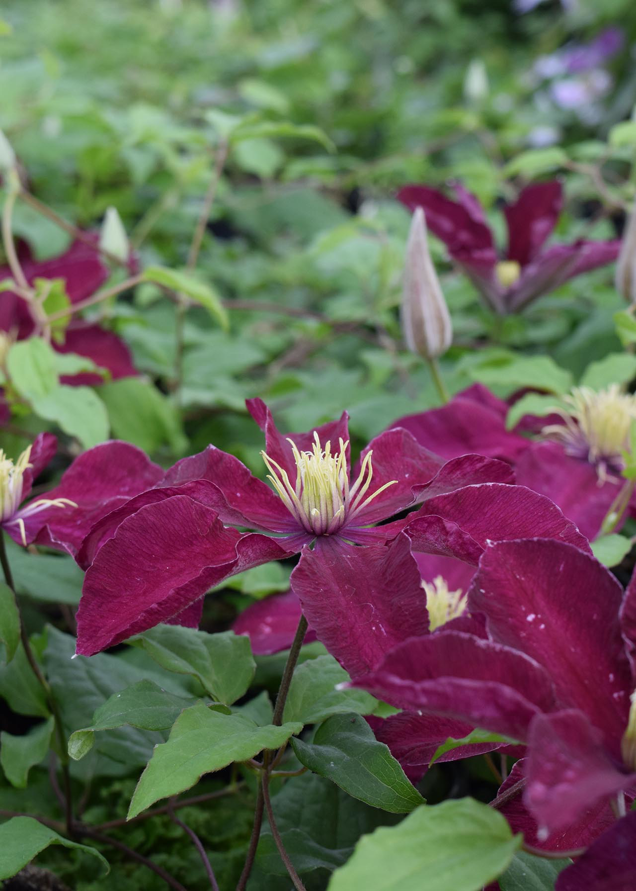 Clematis Niobe 3ltr