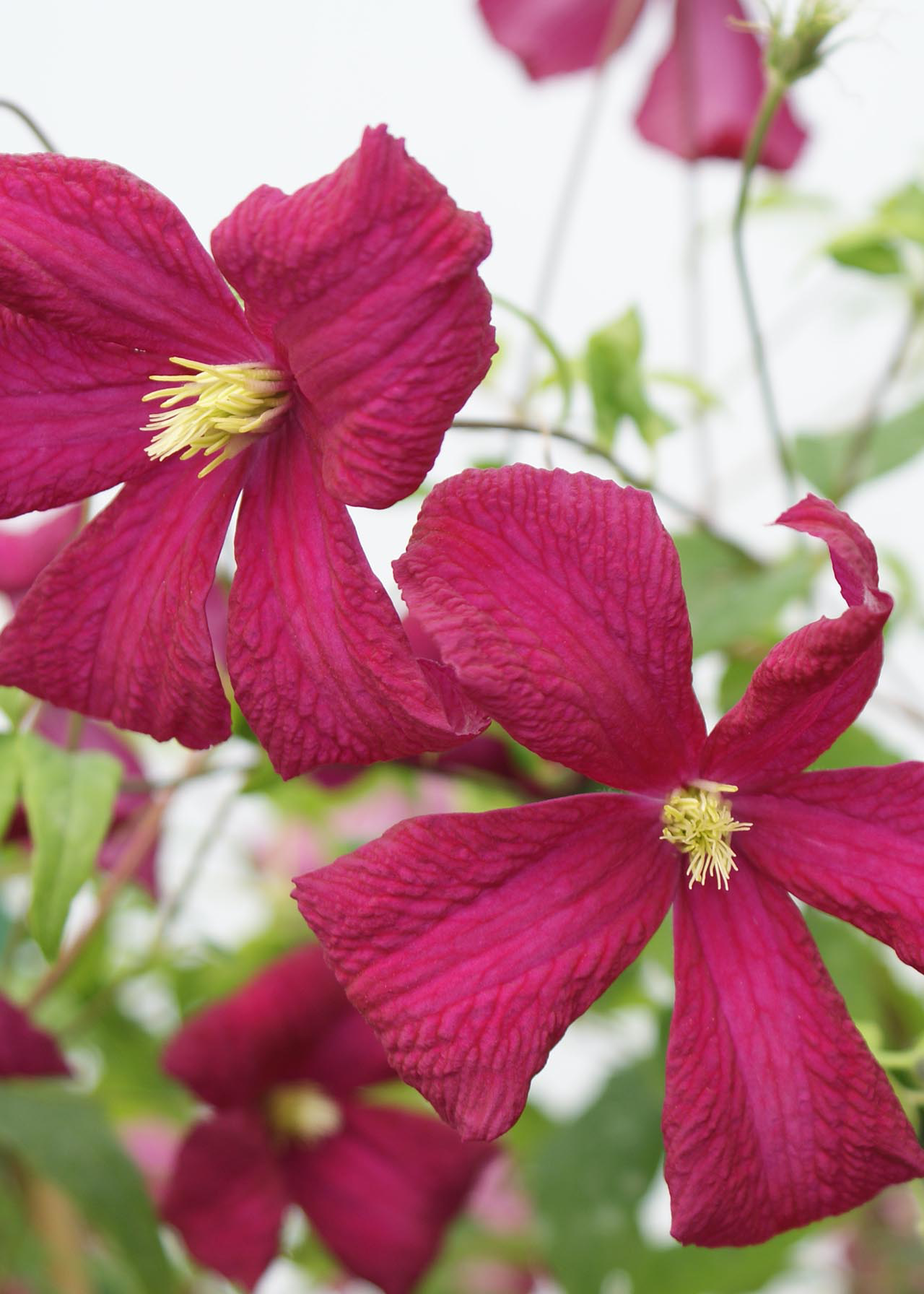Clematis Viticella Mdme Julia Corev 3ltr