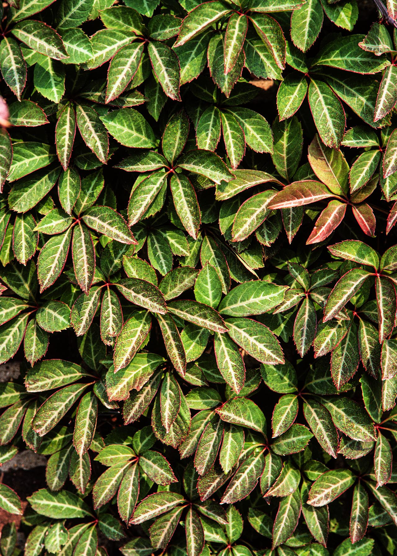 Parthenocissus Henryana 3ltr