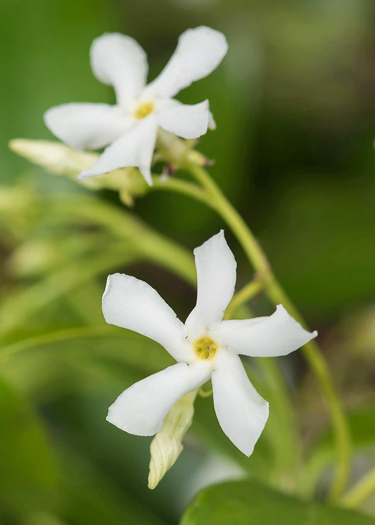 Trachelospermum Jasminoides 3ltr