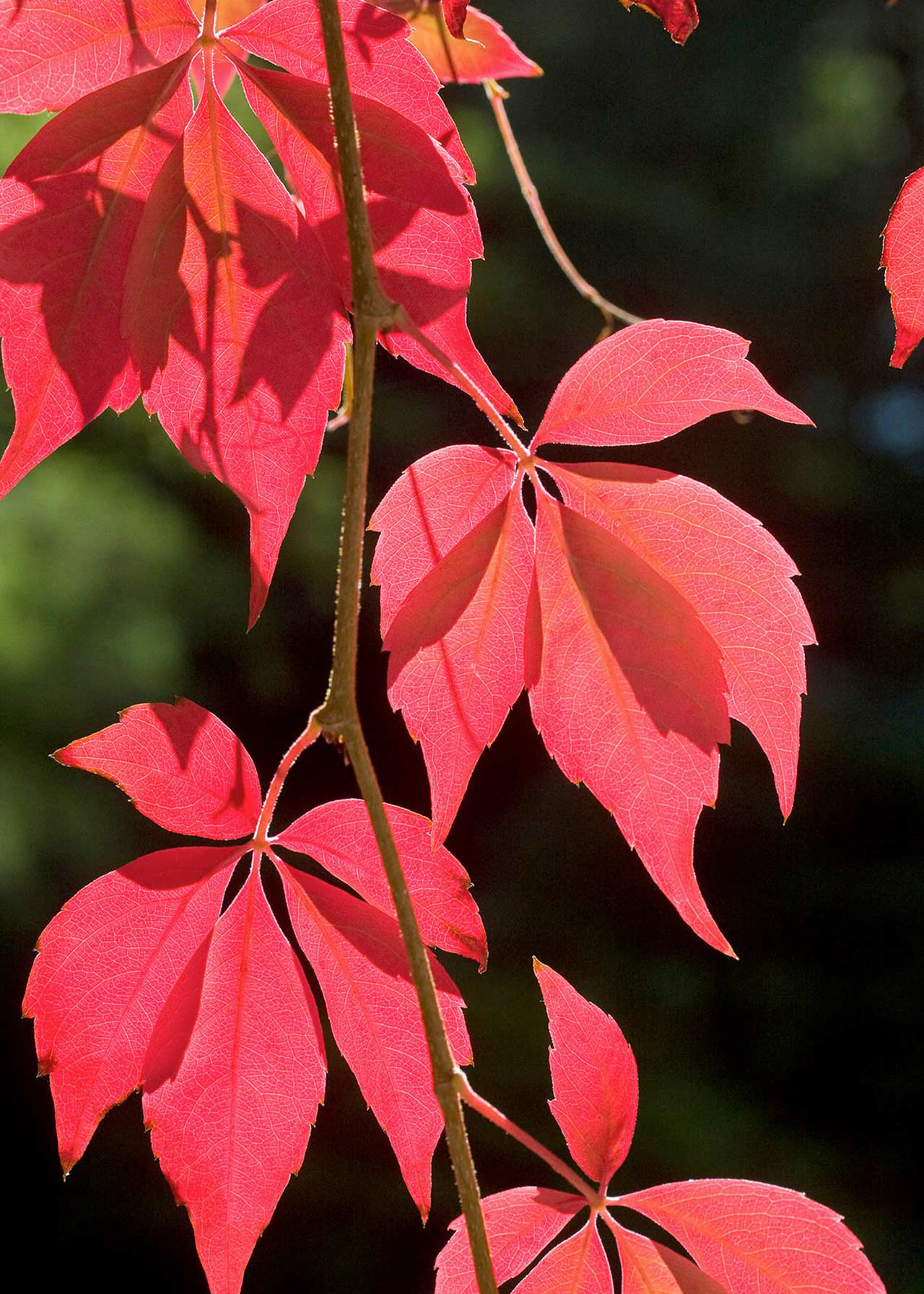 Parthenocissus Quinquefolia 3ltr