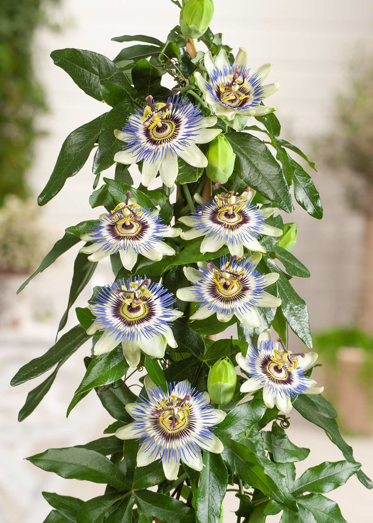 Passiflora Caerulea 3ltr