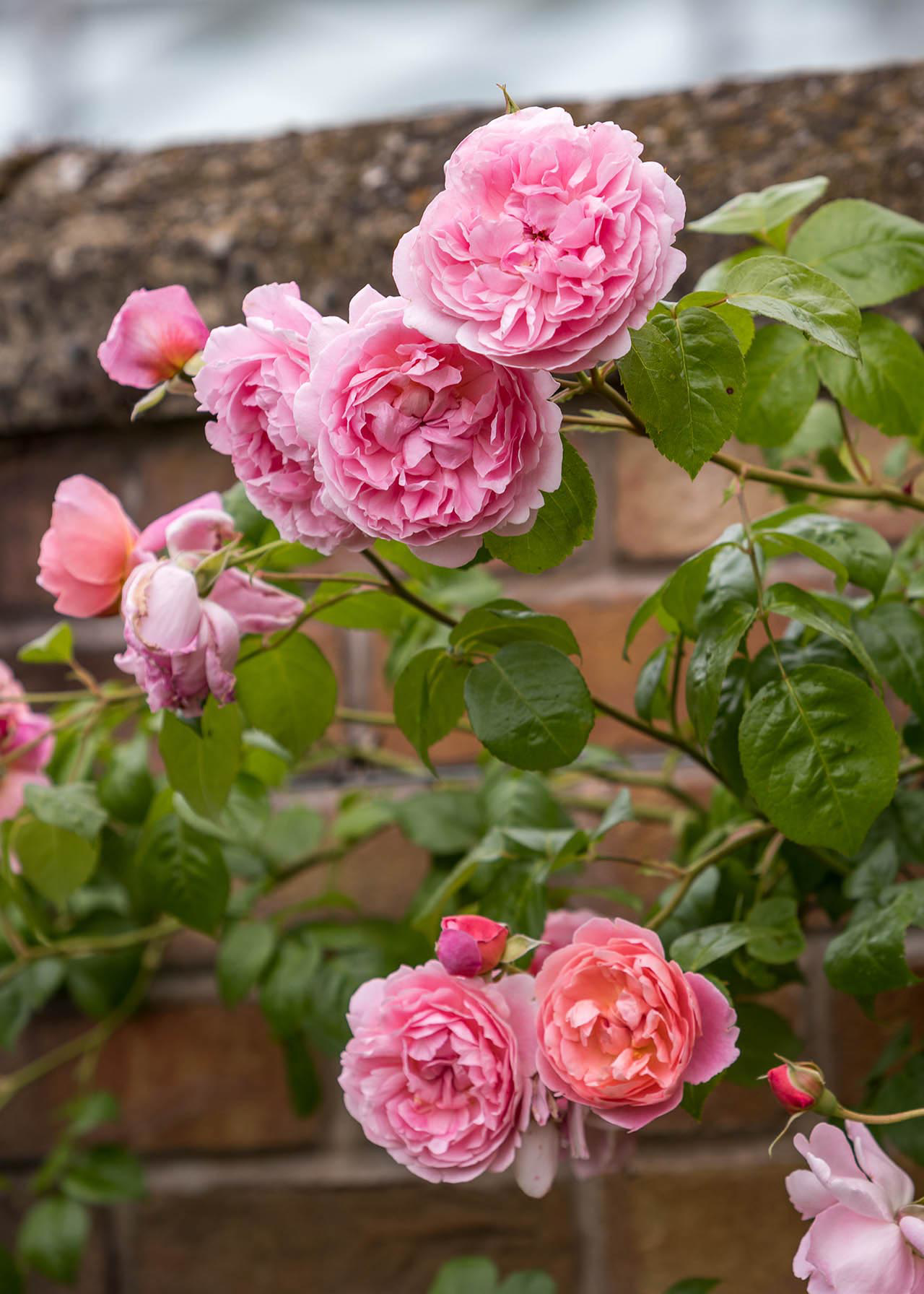 David Austin Climbing Rose 'Strawberry Hill' 6ltr
