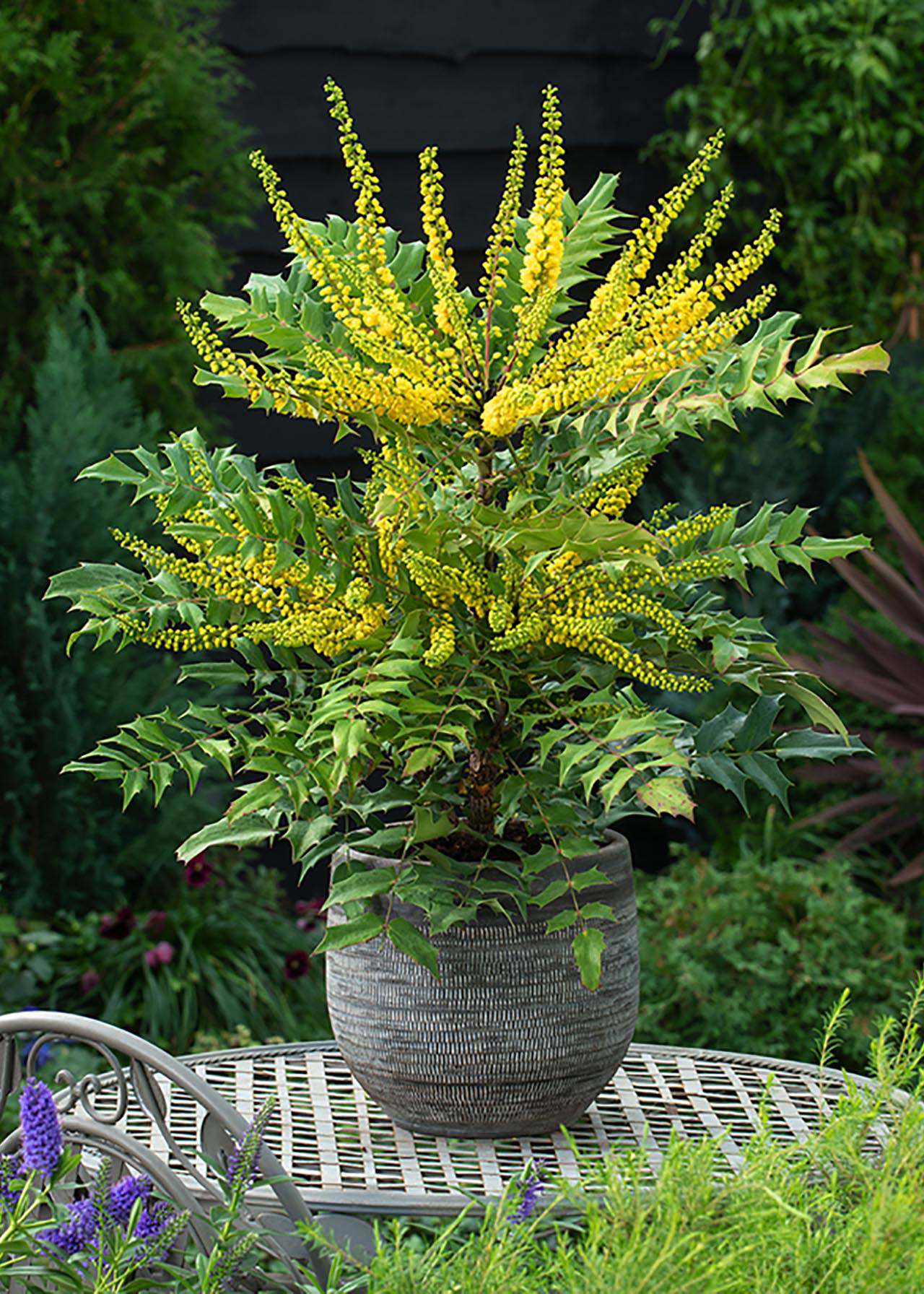 Mahonia Winter Sun 3ltr