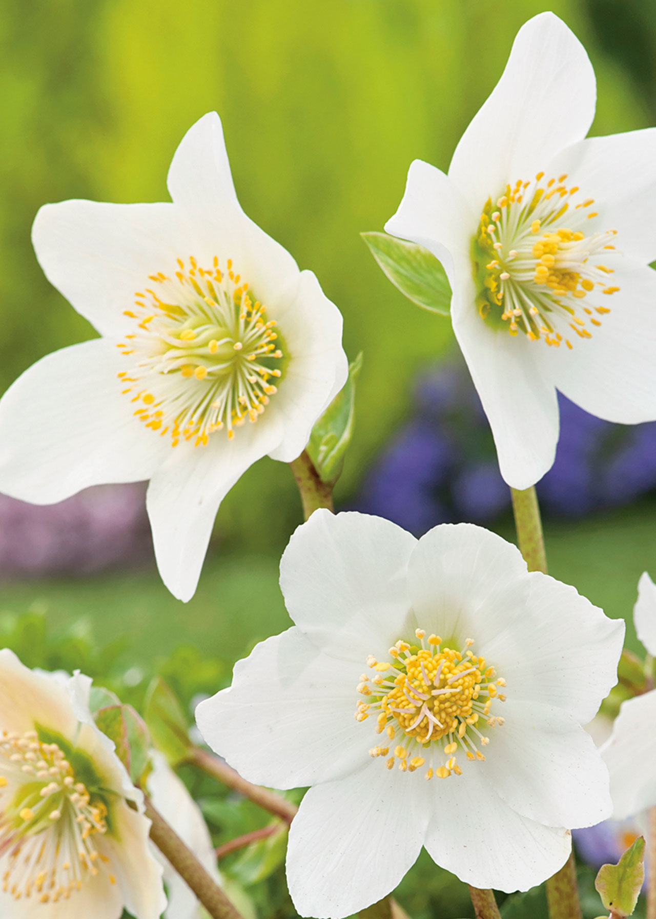Helleborus Christmas Carol 12cm