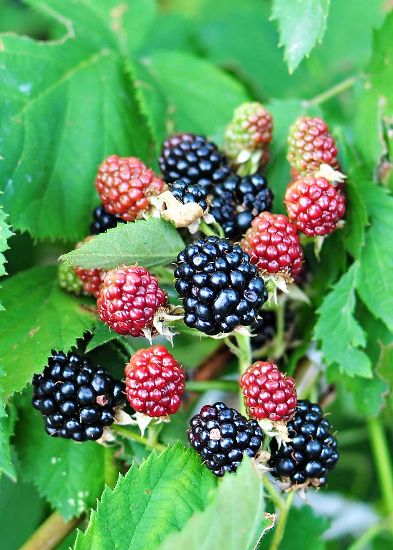 Blackberry Waldo 3ltr