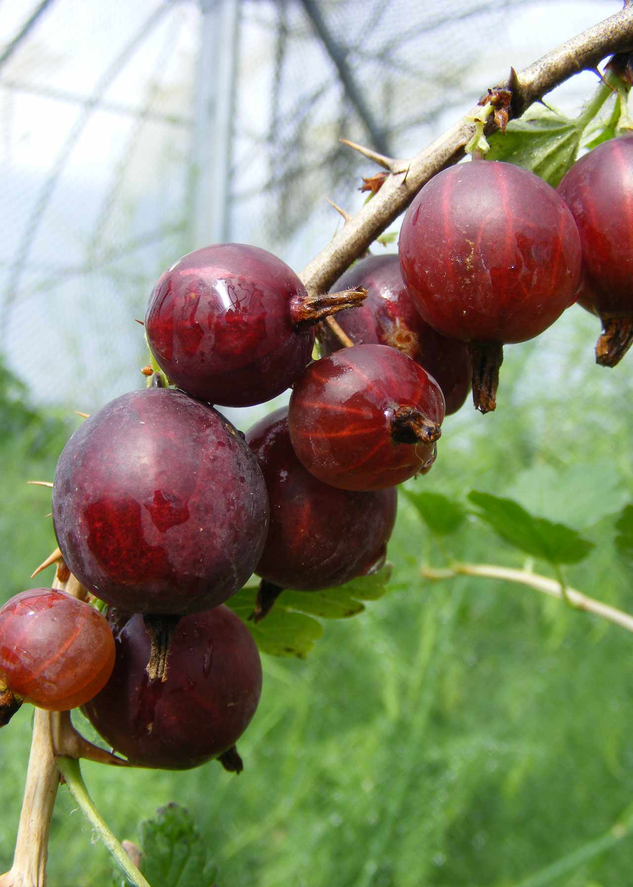 Gooseberry Hinn. Red 3ltr