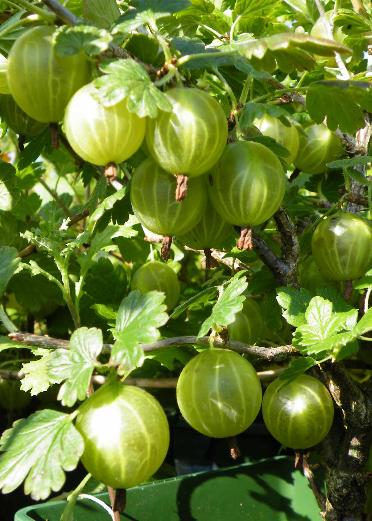 Gooseberry Hinn. Yellow 3ltr