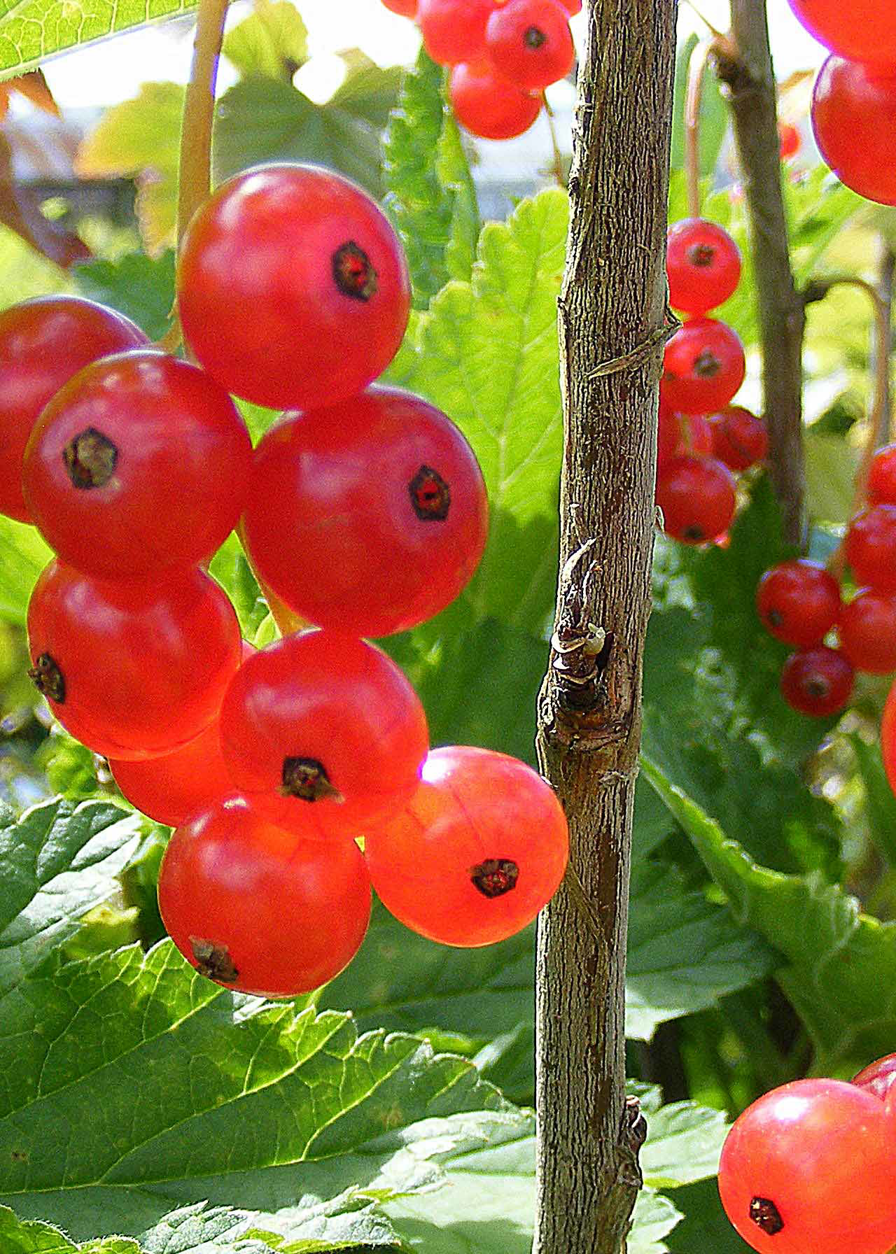Redcurrant Rovada 3ltr