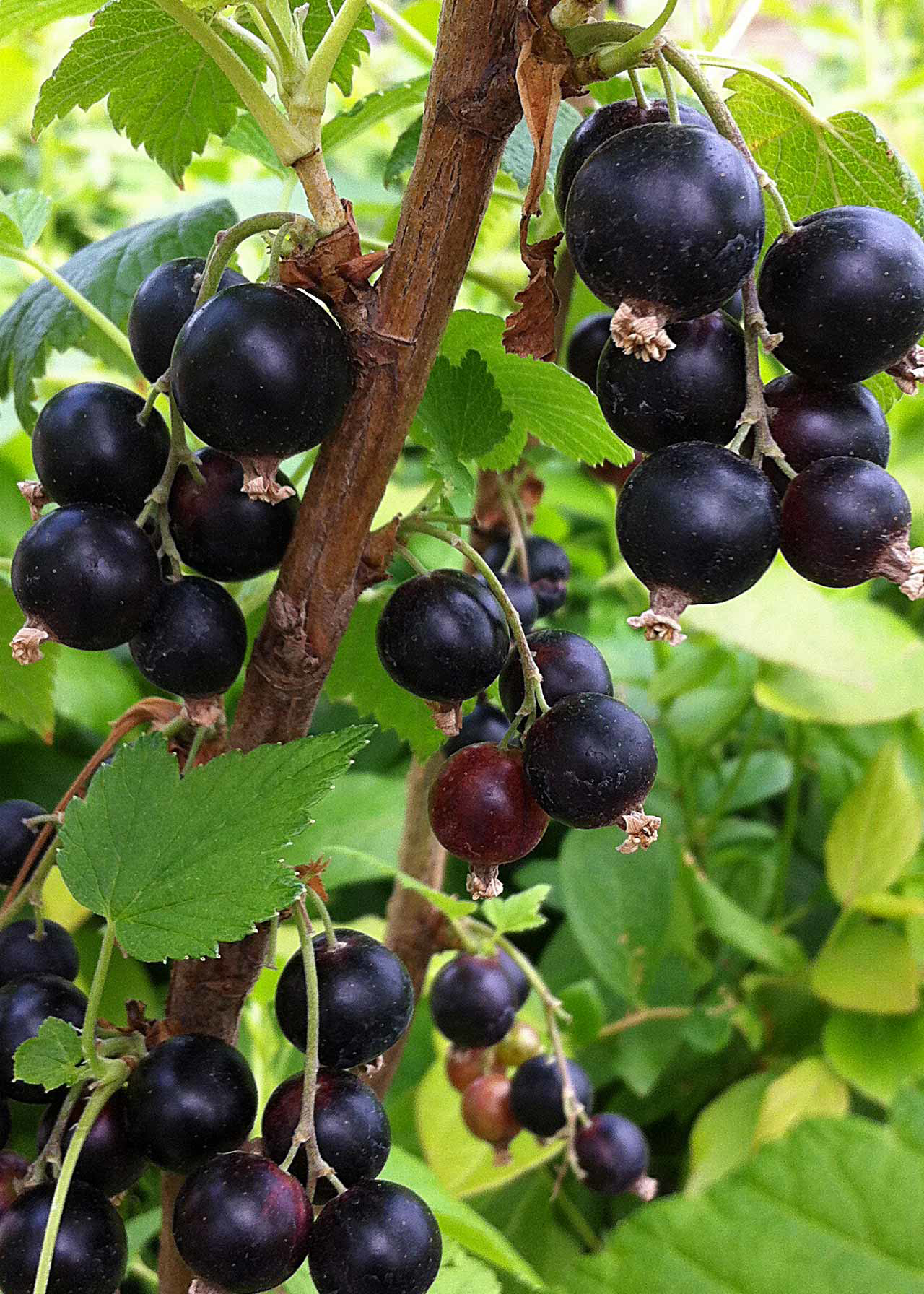Blackcurrant Ben Tirran 3ltr