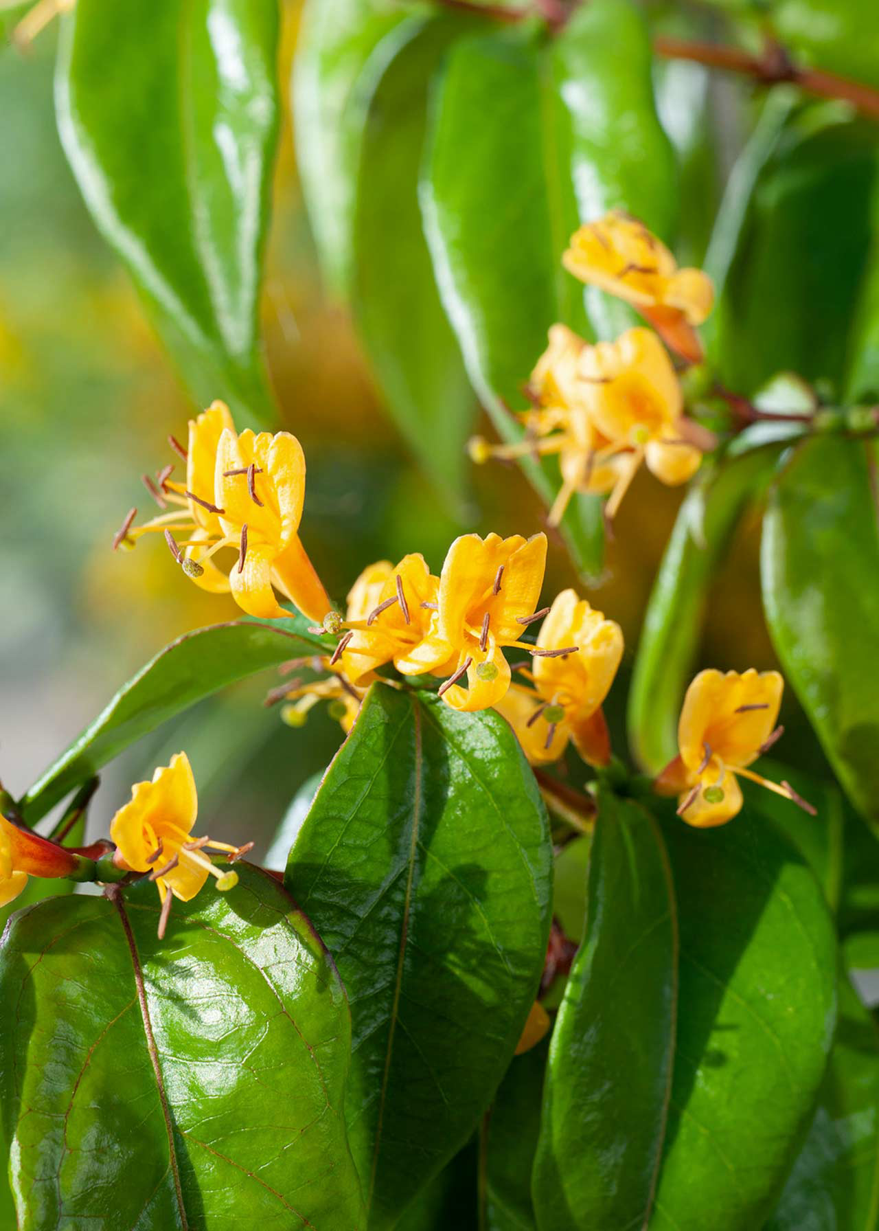 Lonicera Copper Beauty 3ltr
