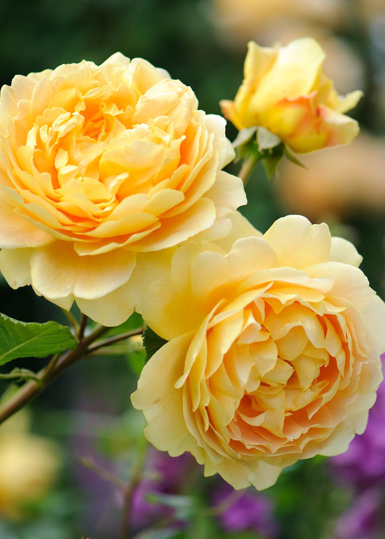 David Austin Rose 'Golden Celebration ' 6ltr
