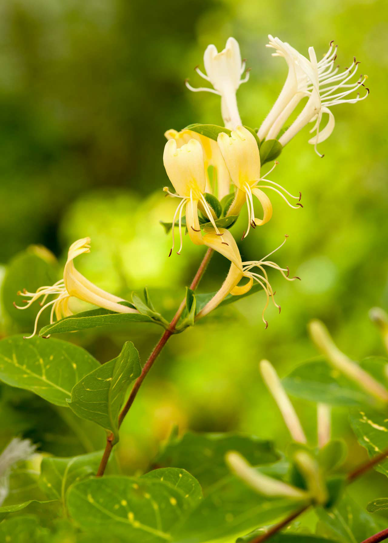 Lonicera Aureoreticulata 3ltr