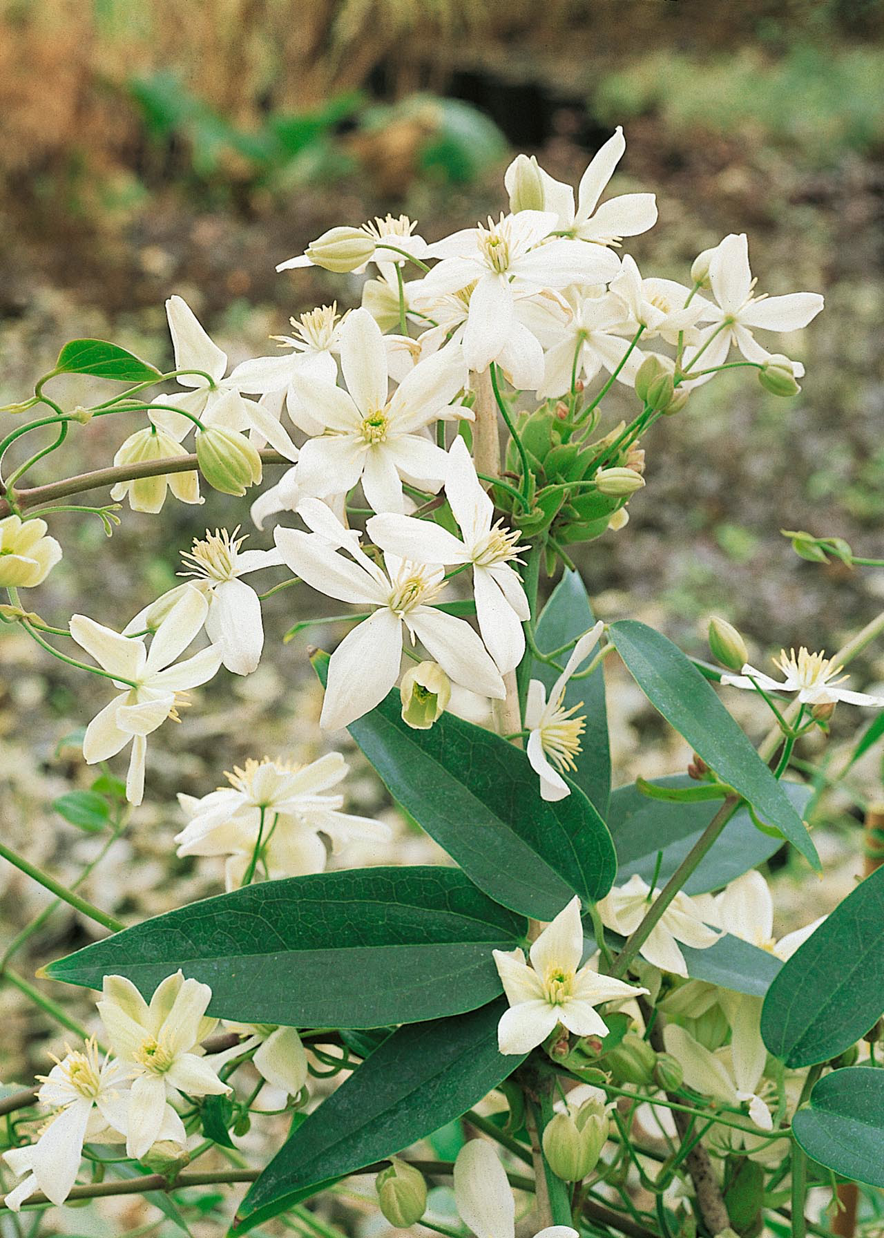Clematis Armandii 3ltr