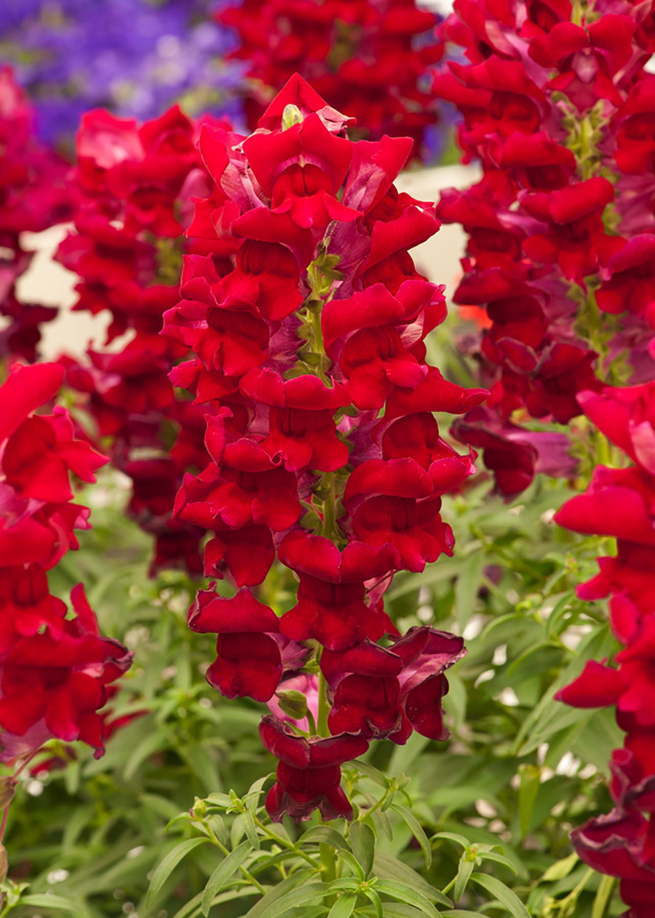 Antirrhinum Sonnet Crimson 2ltr