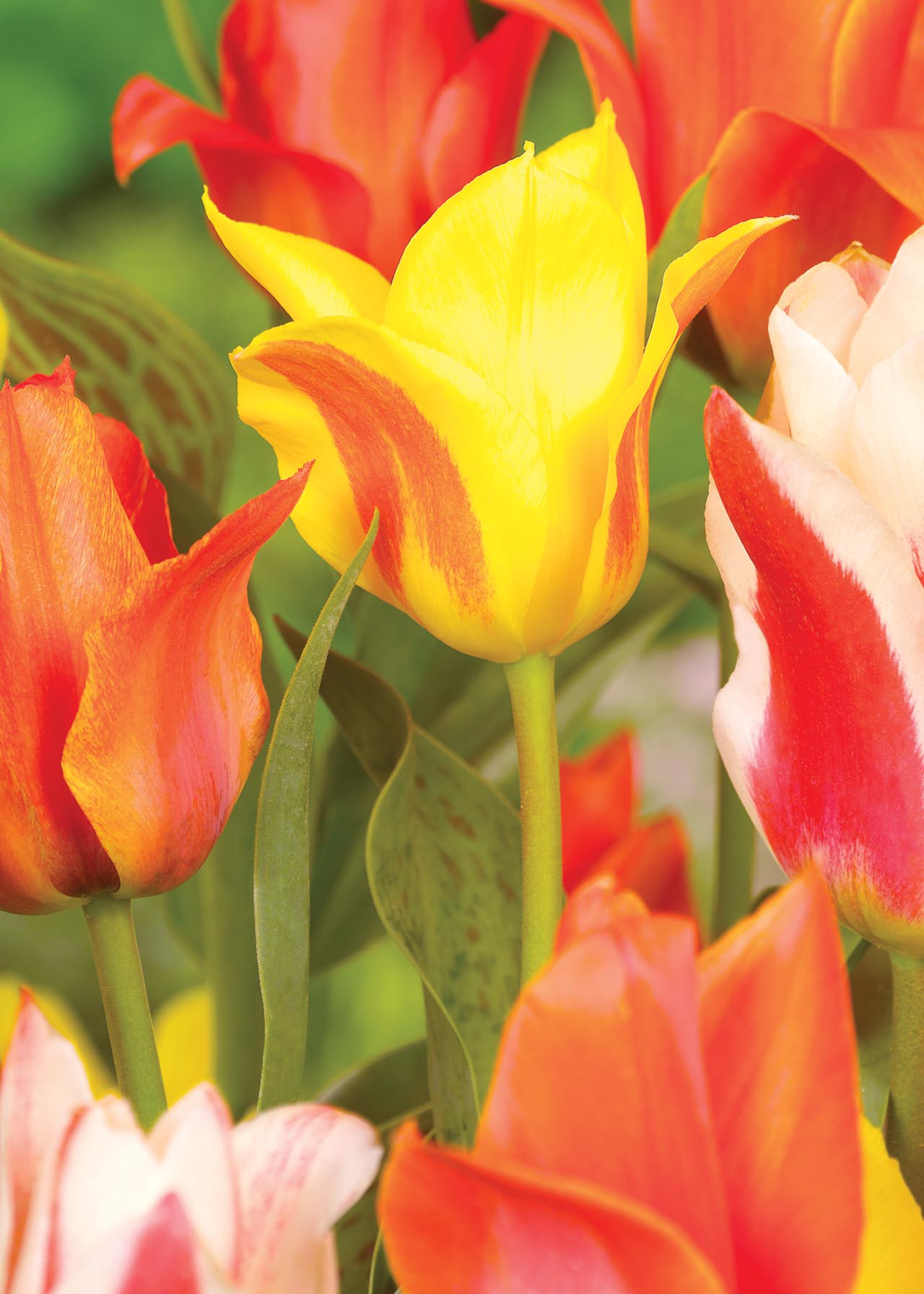 Tulip Dwarf Mix pack of 10