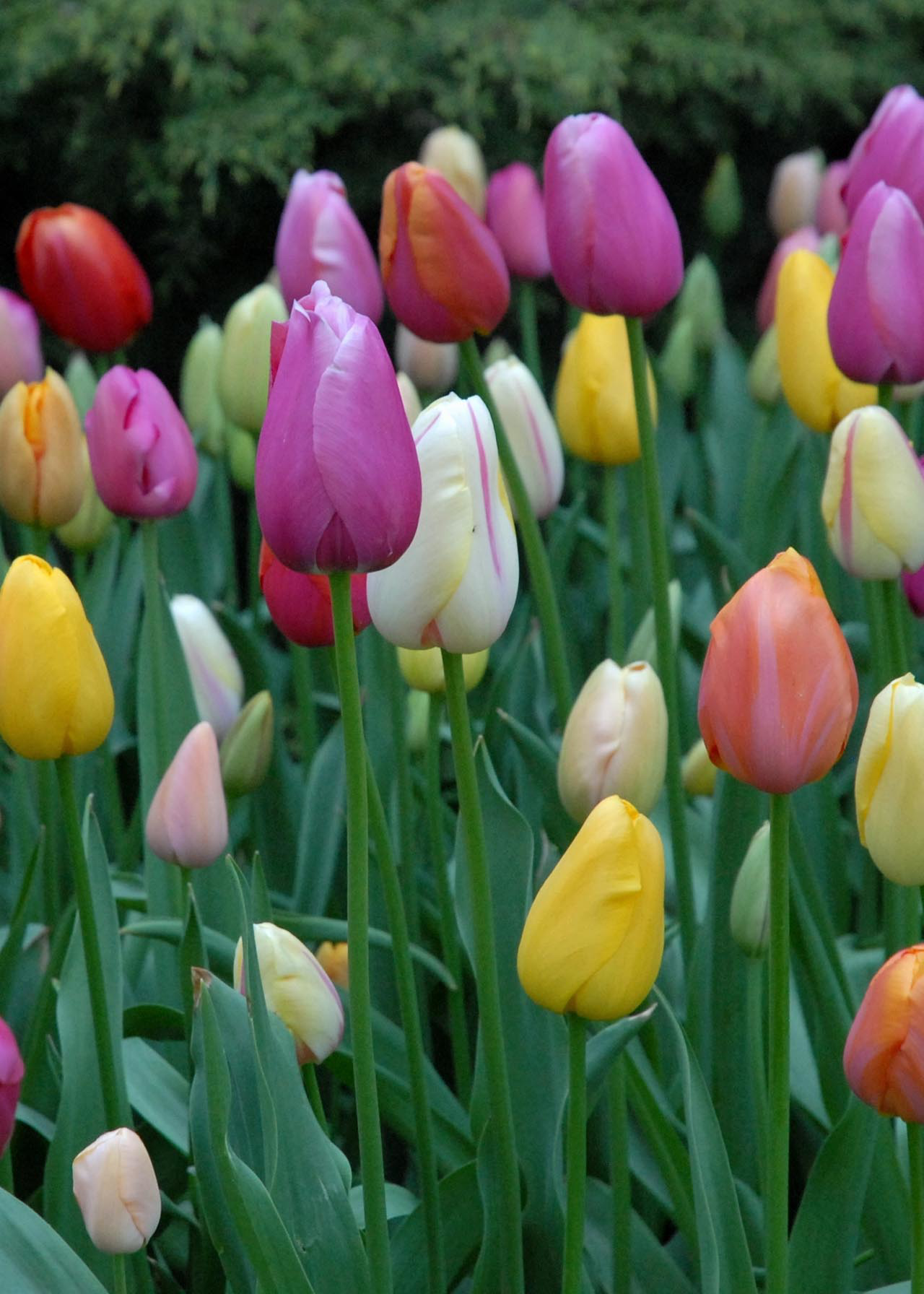 Tulip Tall Collection pack of 10