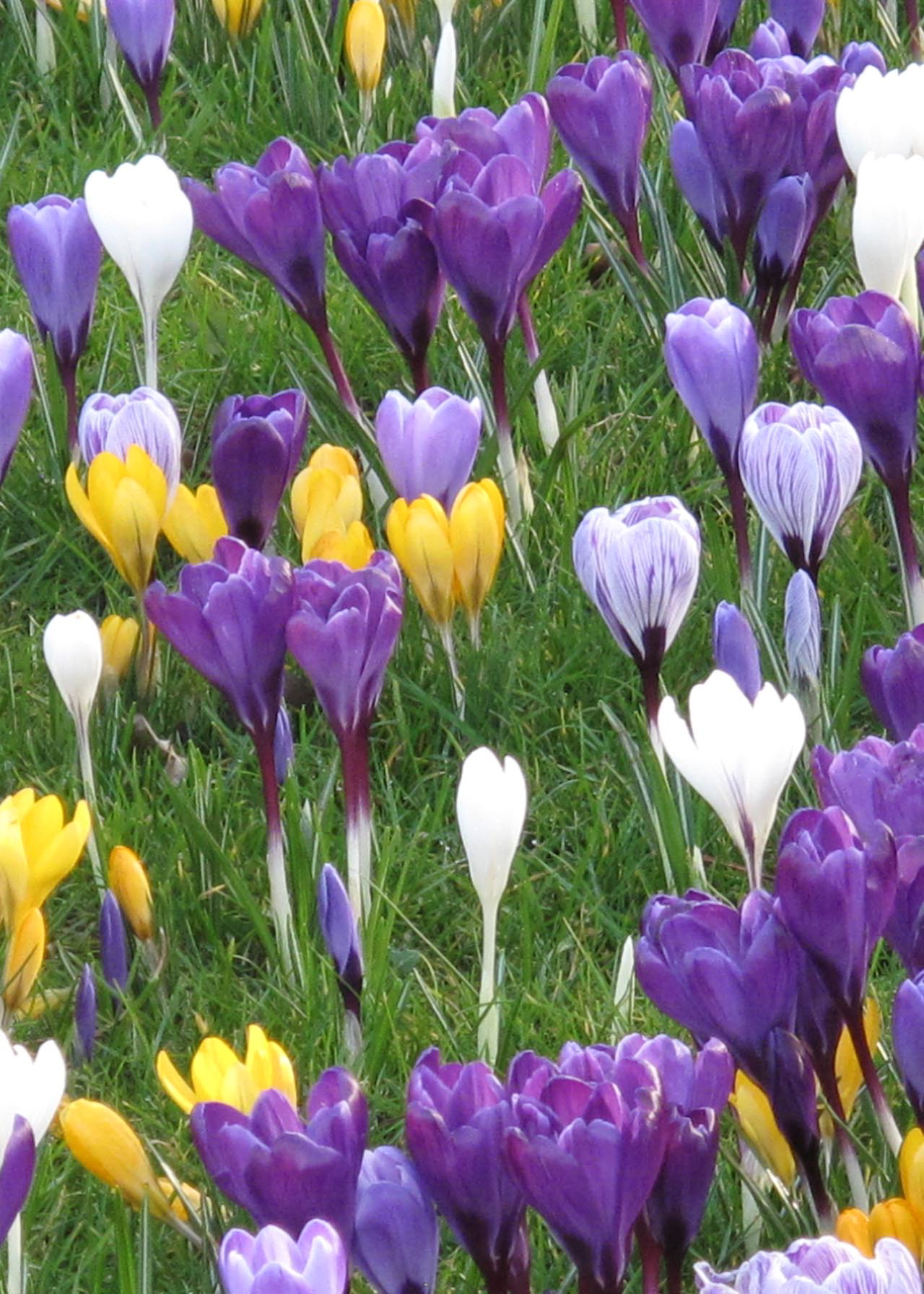 Crocus Large Flower Mix pack of 15