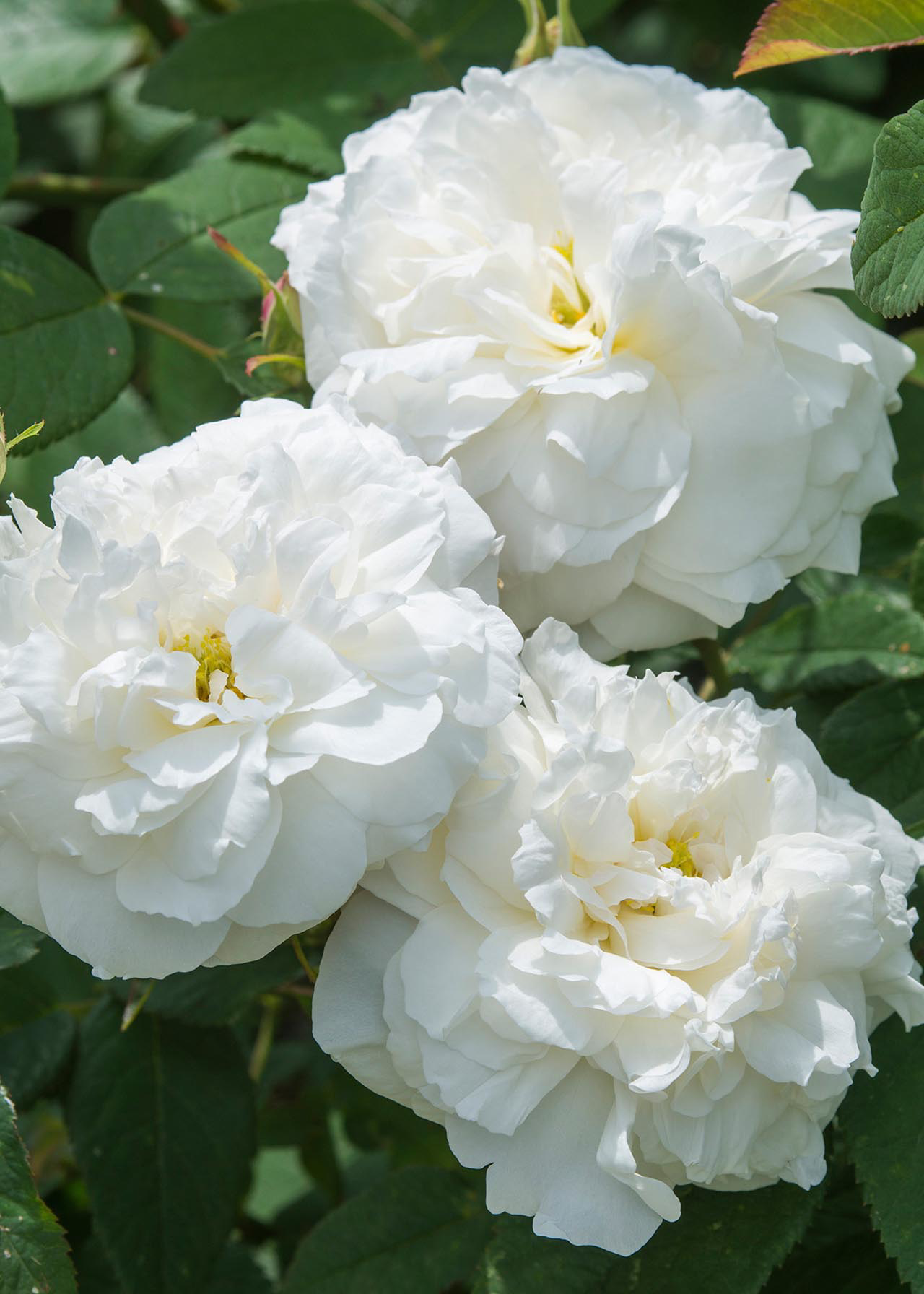 David Austin Rose 'Susan Williams-Ellis' 6ltr