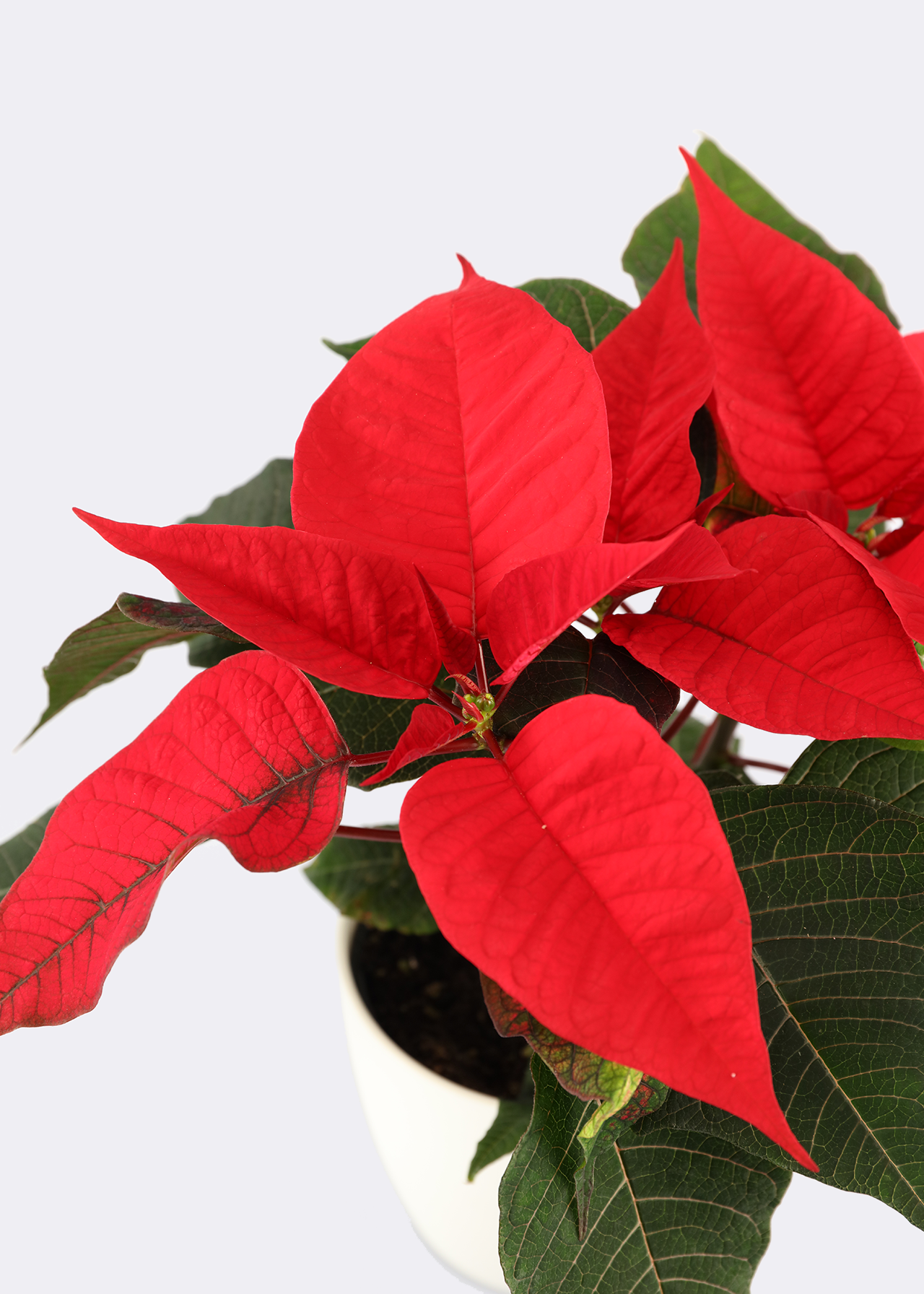Poinsettia Red 13cm