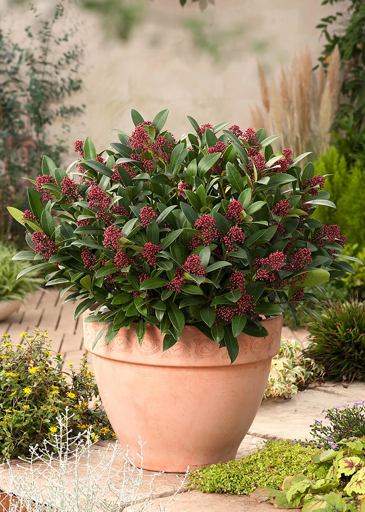 Skimmia Rubella 9cm