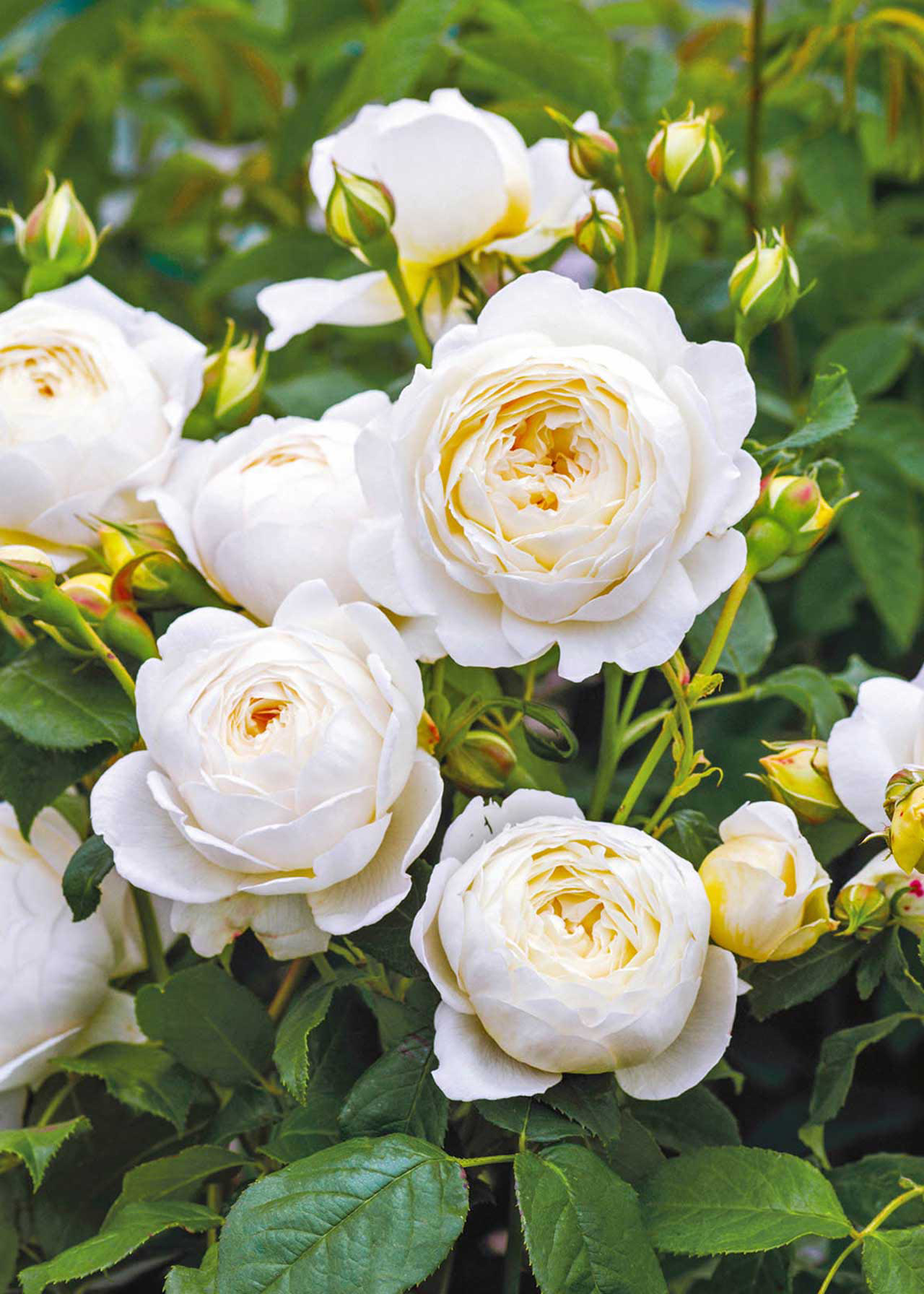 David Austin Climbing Rose 'Claire Austin' 6ltr