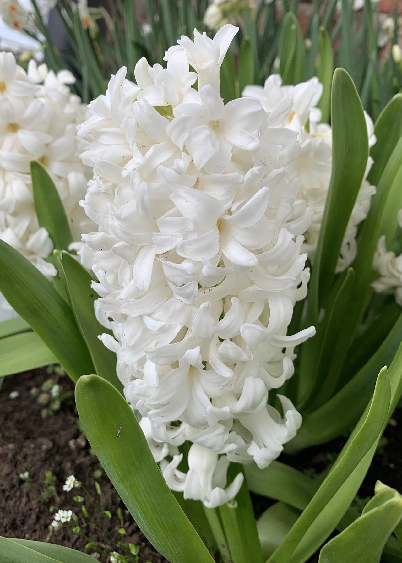 Hyacinth Carneige pack of 3