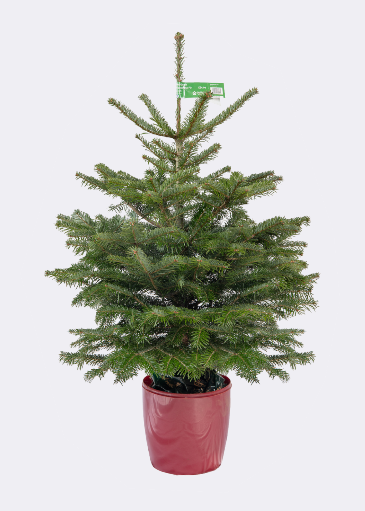 3-4ft Pot Grown Nordmann Fir Real Christmas Tree 100-125cm