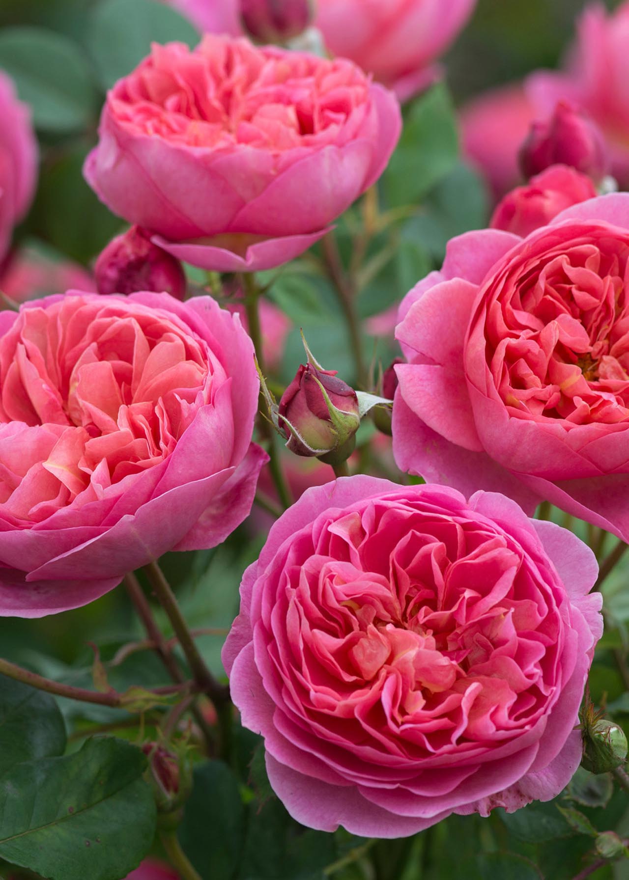 Dobbies Roses David Austin Rose 'Boscobel' 6ltr | Dobbies Garden Centres