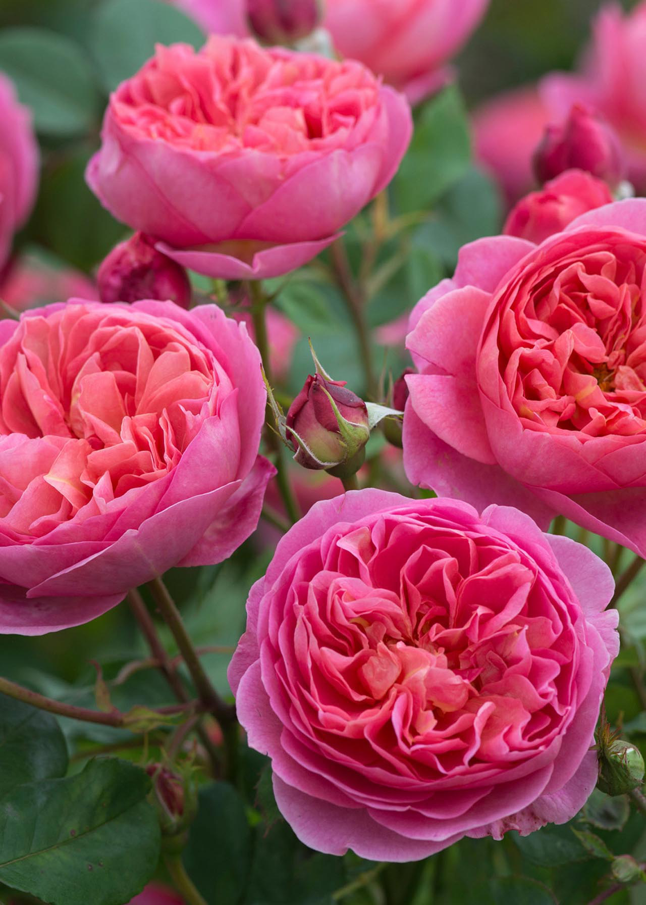 David Austin Rose 'Boscobel' 6ltr
