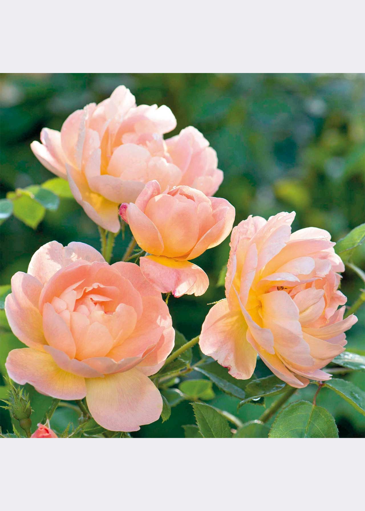 Dobbies Roses David Austin Rose 'The Lark Ascending' 6ltr | Dobbies Garden Centres