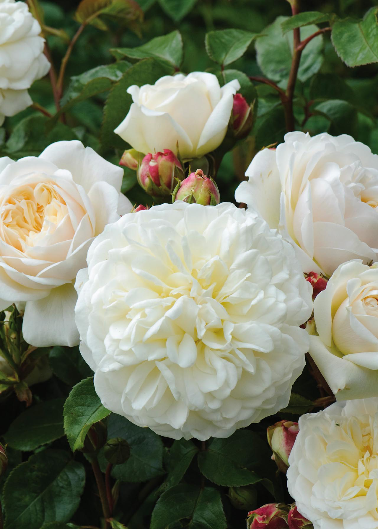 David Austin Rose 'Tranquillity' 6ltr