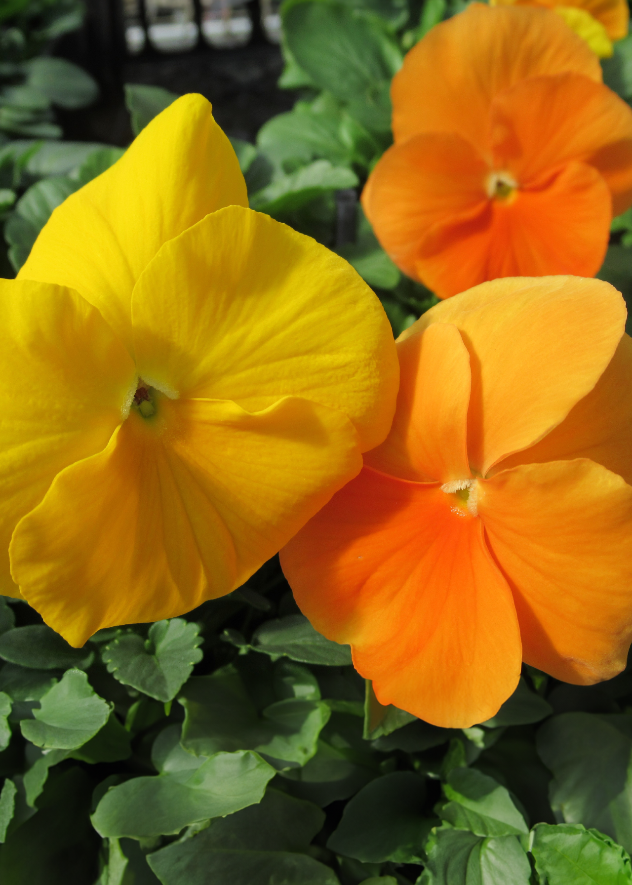 Pansy Citrus Mix 20pk
