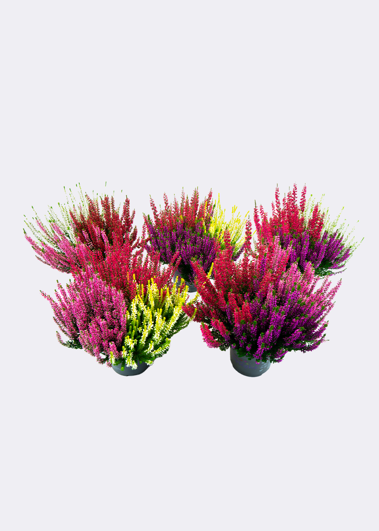 Calluna Beauty Ladies Starlight Trio 13cm