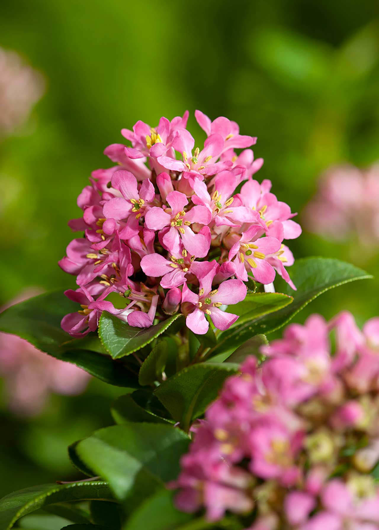 Escallonia laevis Pink Elle 3ltr