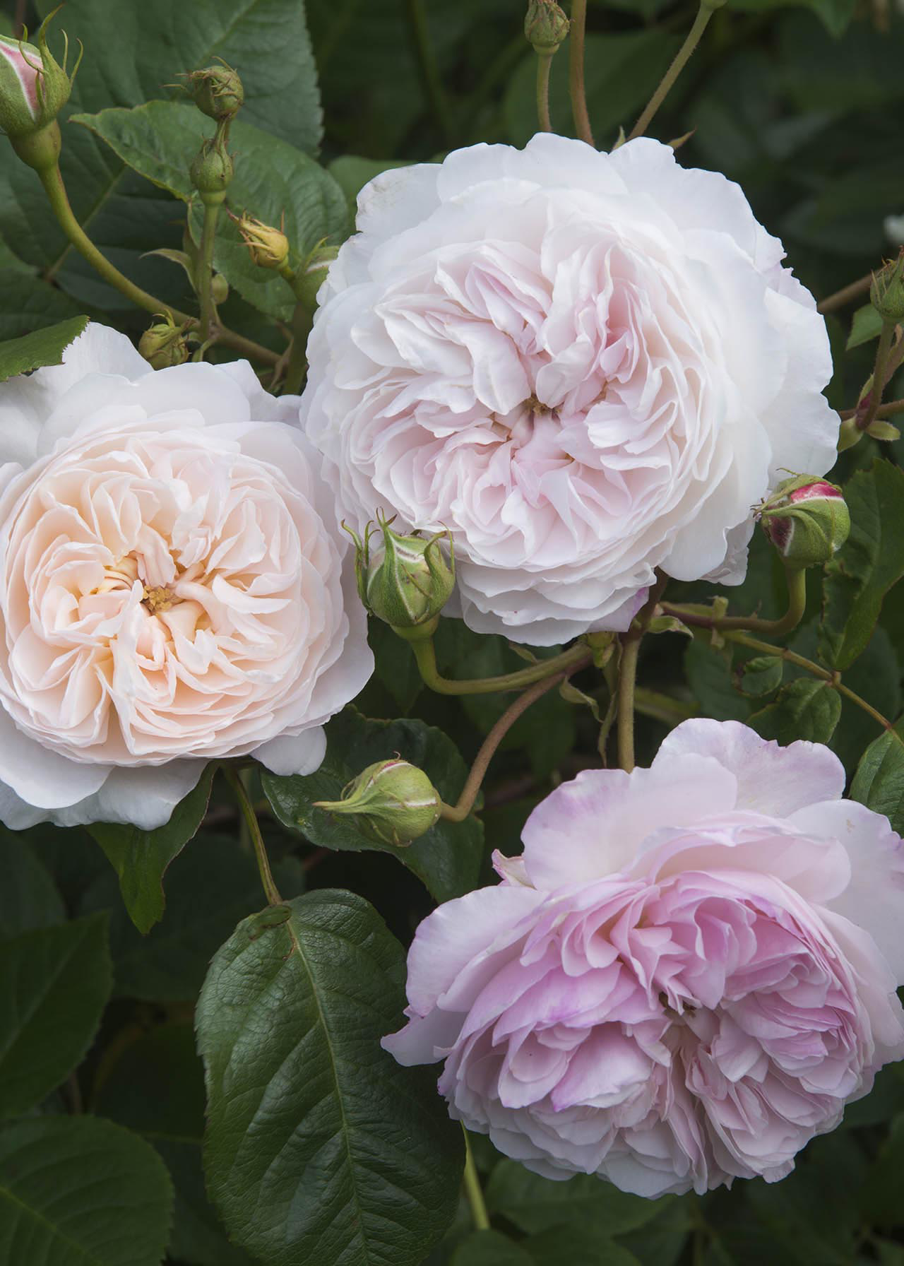 David Austin Climbing Rose 'The Albrighton Rambler' 6ltr