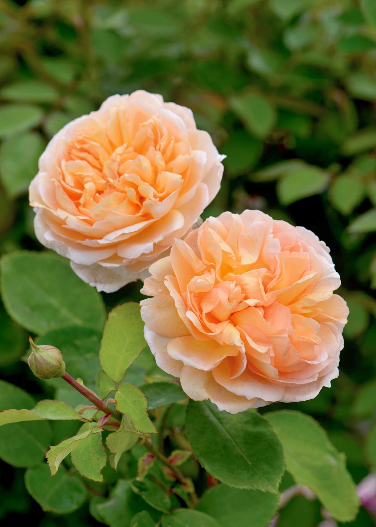 Dobbies Roses David Austin Rose 'The Lady Gardener' 6ltr | Dobbies Garden Centres